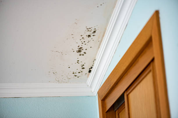 Best Residential Mold Removal  in West Blocton, AL