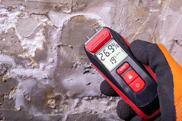 Best Local Mold Removal Service  in West Blocton, AL