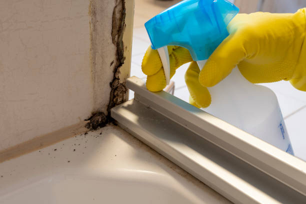 Crawl Space Mold Removal in West Blocton, AL