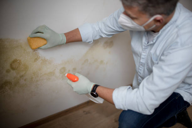Best Mold Damage Repair  in West Blocton, AL