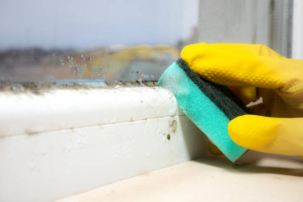 Best Attic Mold Removal  in West Blocton, AL