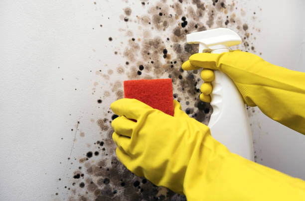 Office Mold Removal Services in West Blocton, AL