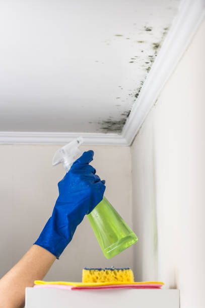 Best Mold Cleaning Services  in West Blocton, AL